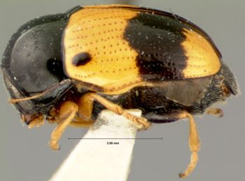 Media type: image; Entomology 9293   Aspect: habitus lateral view